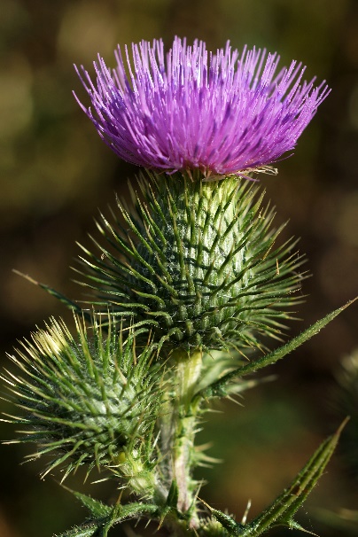 Capitule globuleux, large (Ø 30 - 40 mm), à fleurs toutes tubulées violettes.