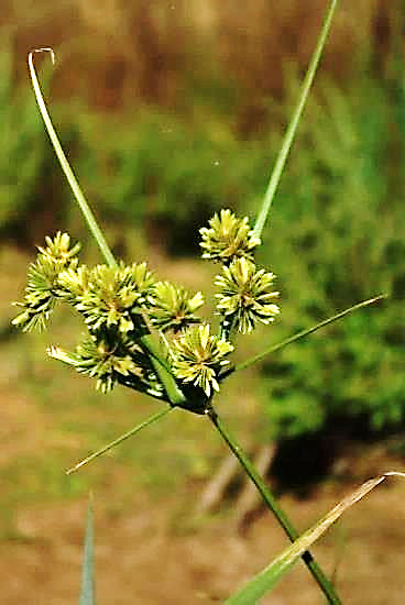 Inflorescence : ombelle, à rayons inégaux, dépassée par de longues bractées foliacées.