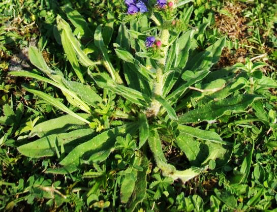 Rosette basale développée. Feuilles lancéolées, hérissées de poils raides et piquants.