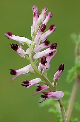 Inflorescence : grappe axillaire allongée de 12 - 15 fleurs.