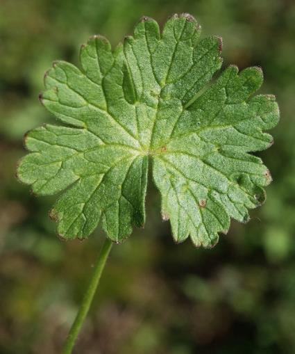 Feuille arrondie, lobée-crénelée.