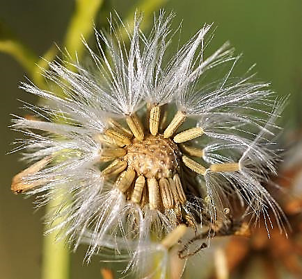 Fruits : akènes à aigrette blanche de 4 - 6 mm, plus ou moins caduque.