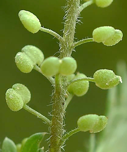 Fruits : silicules, indéhiscentes, à 2 loges globuleuses accolées, plus ou moins ponctuées ou à nervation en réseau.