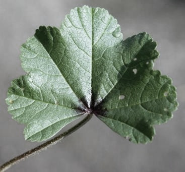 Feuille à 3 - 7 lobes plus ou moins profonds.