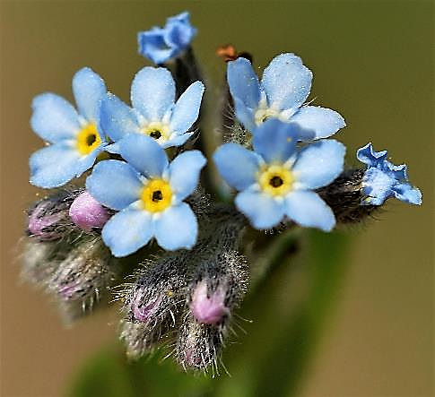 Fleursd'abord roses puis bleu pâle. Corolles à tubes courts et lobes étalés.