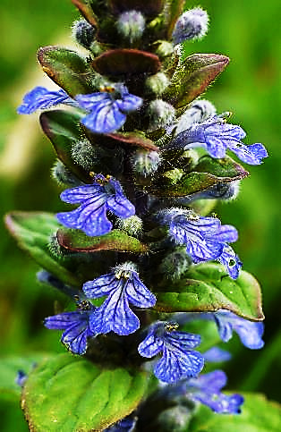 Inflorescence : cyme formant de faux verticilles.