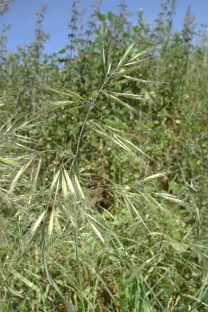 Inflorescence : panicule lâche, à rameaux d'abord dressés puis étalés ou penchés à maturité.