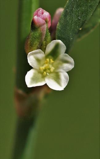 Fleurs blanches ou rosées, solitaires ou groupées par 2 - 5 à l'aisselle de chaque feuille.