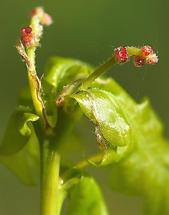 Epis femelles formés de 2 - 5 fleurs espacées sur un long pédoncule.