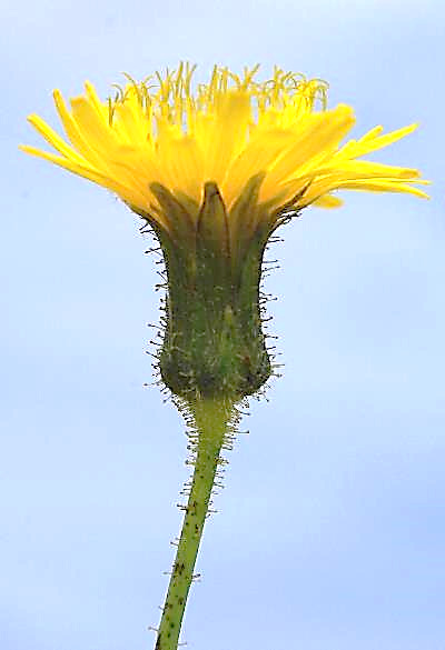 Pédoncule et bractées du capitule couverts de poils glanduleux jaunâtres. Fleurs toutes ligulées, jaunes.