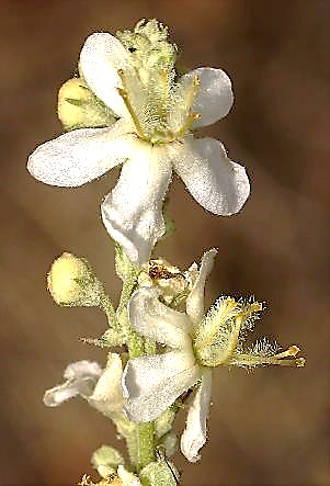 Fleurs parfois blanches.