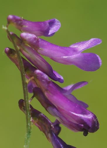 Fleur à étendard bien plus court que l'onglet (ce qui la distingue de la Vesce cracca).