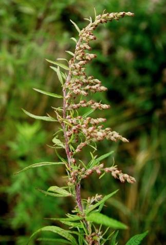 Inflorescence : panicule, à rameaux unilatéraux retombants.