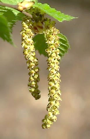 Inflorescences mâles en chatons d'emblée pendants.