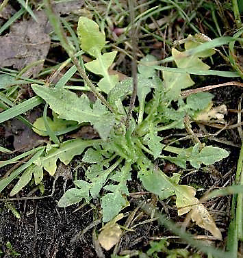 Feuilles basales découpées, disposées en rosette.