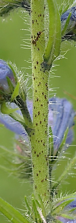 Tige ronde, pleine, lisse, à taches rougeâtres, munie de poils raides.