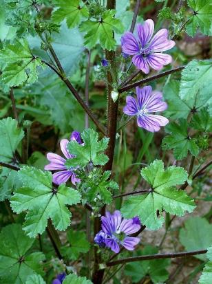 Inflorescence : grappe de faisceaux axillaires de 2 - 6 fleurs.