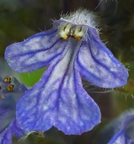 Fleur d'un bleu violet.