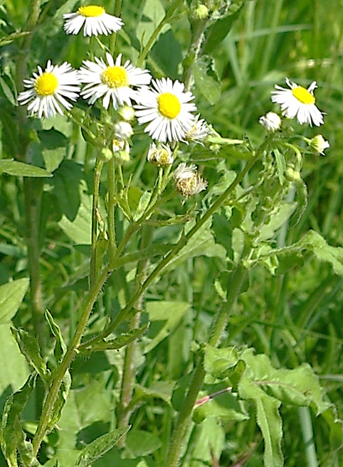 Inflorescence : corymbe lâche de capitules.