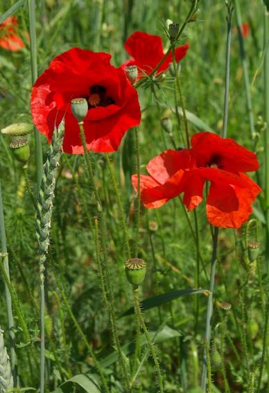 Grand coquelicot