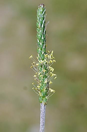 Inflorescence : épi, longuement cylindrique. Fleurs à anthères très saillantes.