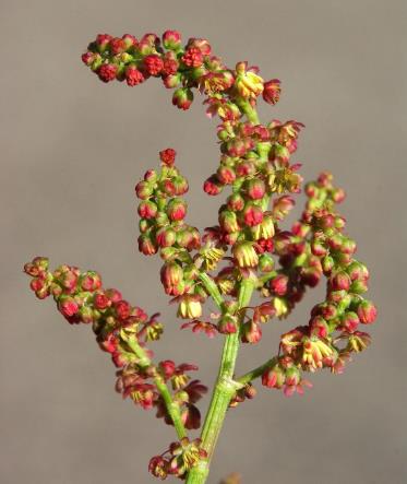 Inflorescence : panicule, rougeâtre, à rameaux simples ou peu ramifiés.