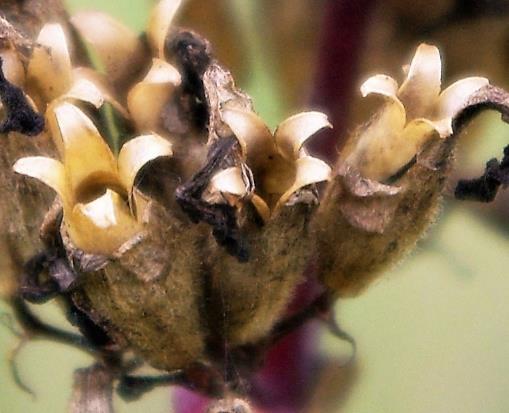 Fruits : capsules, s'ouvrant à maturité par 4 dents recourbées vers l'extérieur.