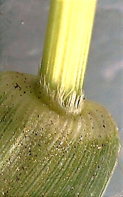 Ligule formée des poils courts.