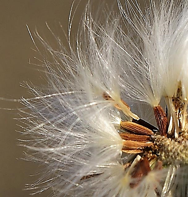 Fruits : akènes, brun foncé, fortement striés longitudinalement, à longue aigrette blanche.