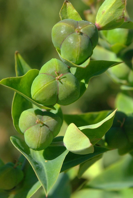 Fruits : grosses capsules (> 10 mm), à coques lisses, arrondies sur le dos.