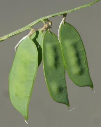 Fruits : gousses, oblongues à presque rhomboïdales, glabres, à peu de graines.