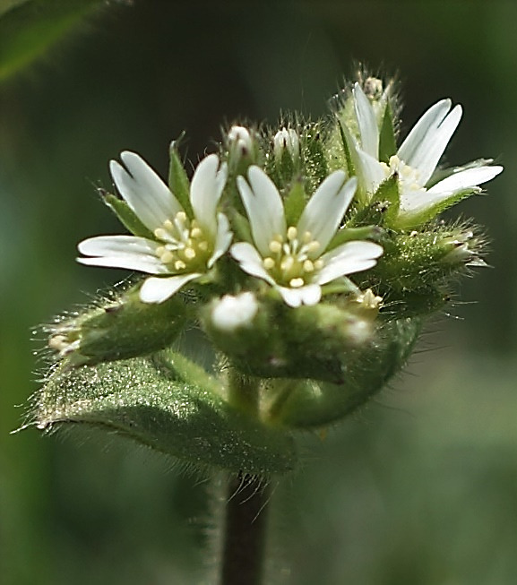 Inflorescence : cyme, très condensée au début. Cinq pétales blancs, échancrés sur un tiers.