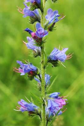 Inflorescence : longue grappe de cymes.