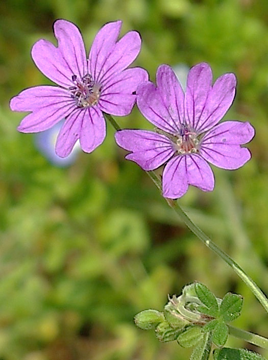 Inflorescence : cyme à 2 fleurs