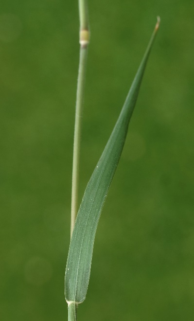 Feuille mollement velue, plane.