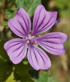 Fleur grande (Ø 15 - 30 mm), mauve, à nervures pourpres plus foncées.