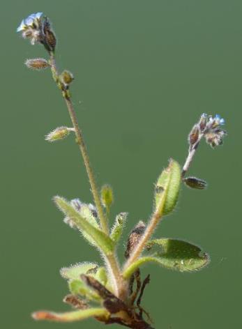 Myosotis rameux