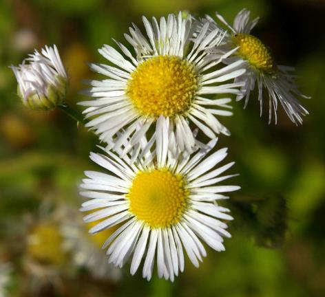 Capitules à fleurs centrales tubulées jaunes. Fleurs périphériques ligulées nombreuses et très fines, blanches à légèrement bleutées.