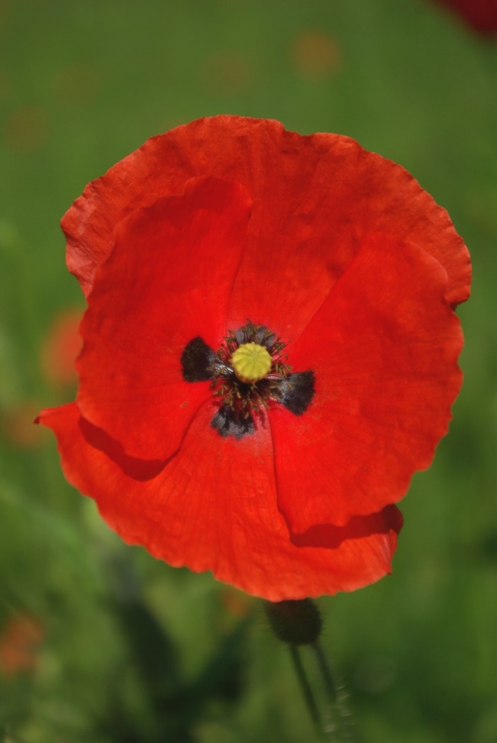 Fleur solitaire à pétales d'un rouge vif, souvent avec une macule basale noire.