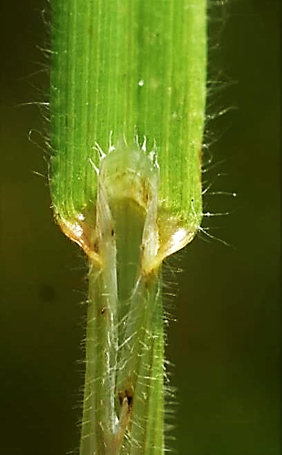 Ligule membraneuse, longue de 2 - 3 mm, tronquée, plus ou moins laciniée.