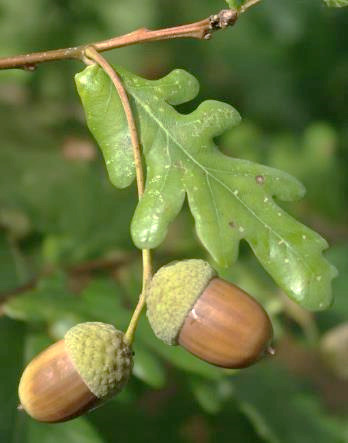 Fruits : glands ovoïdes, par 1 - 3 sur un pédoncule (d'où le nom d'espèce) glabre, pendant.