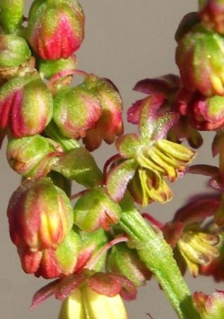 Plante dioïque. Fleurs mâles à 6 étamines.