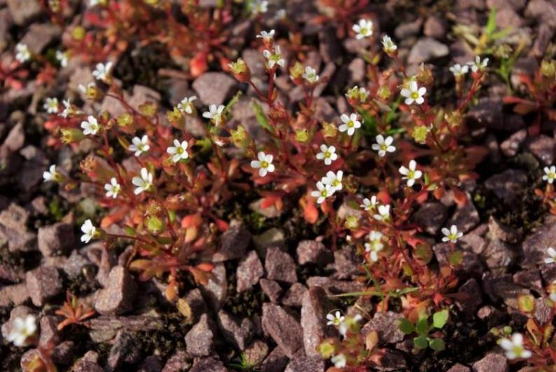 Saxifrage à trois doigts