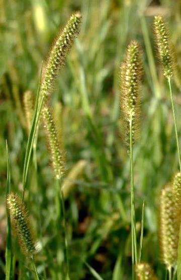 Inflorescence : panicule en forme d'épi cylindrique, longue de 3 - 15 cm.