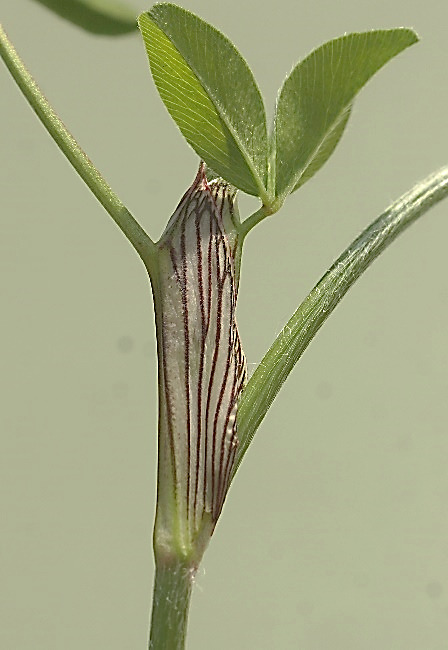 Stipules membraneuses, longuement soudées au pétiole, brusquement rétrécies en pointe.