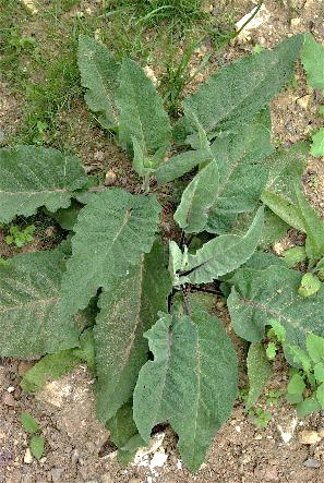 Feuilles des rosettes à pétiole, à limbe ovale cordé et fortement crénelé.