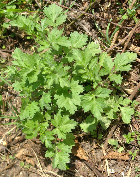 Feuilles basales munies d'un pétiole.