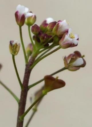 Inflorescence : grappe, allongée.