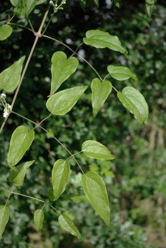 Feuilles imparipennées. Folioles arrondies ou un peu cordées à la base.