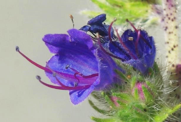 Corolle d'abord rose puis bleus, longue de 1 - 2 cm. Etamines saillantes, arquées vers le haut.